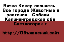 Вязка Кокер спаниель - Все города Животные и растения » Собаки   . Калининградская обл.,Светлогорск г.